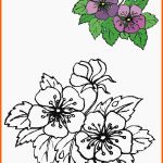 Atemberaubend Blumen Vorlagen 1 Draw Flowers