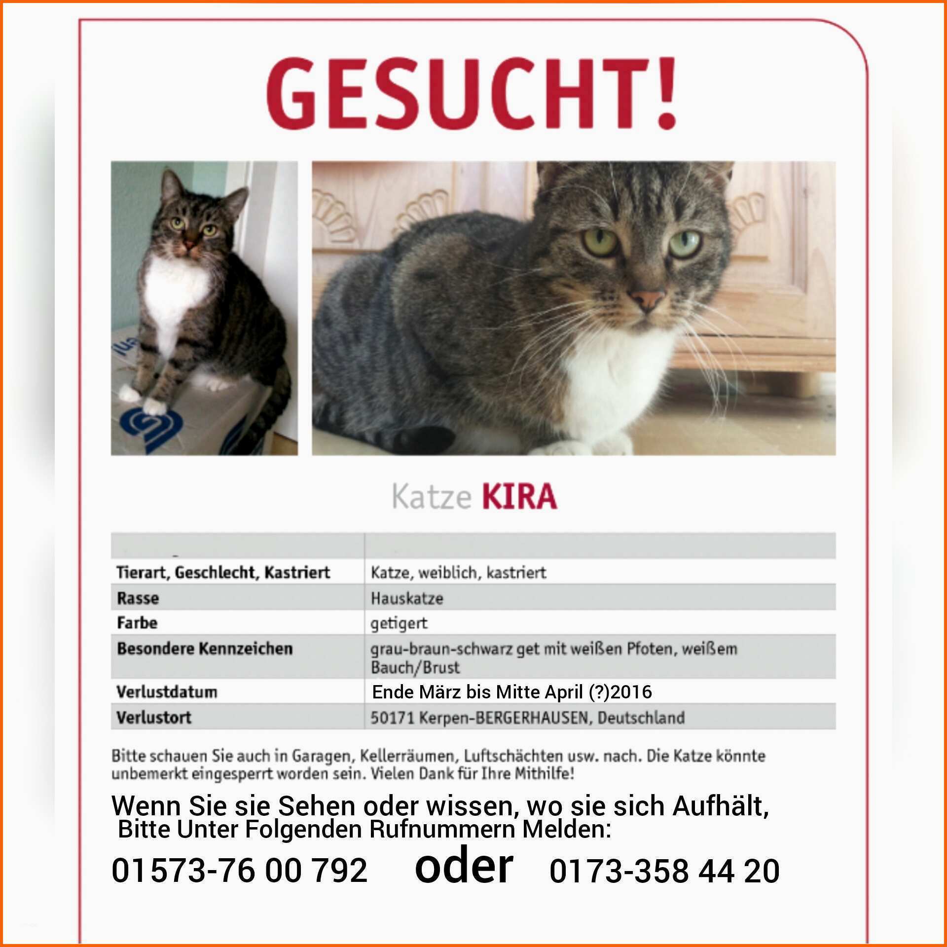 Ausgezeichnet Vermisstenanzeige Katze Vorlage Erstaunlich Vermisst