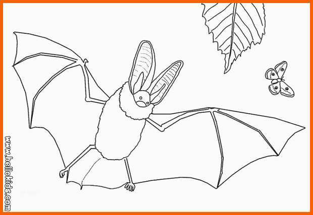 Ausnahmsweise Fledermaus Und Schmetterling Zum Ausmalen Zum Ausmalen