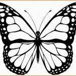 Beeindruckend Ausmalbilder Schmetterling Zum Ausdrucken