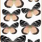 Bestbewertet Swirlydoos forums &amp; Graphics butterflies