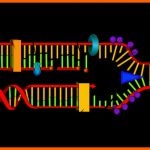 Empfohlen Dna Transkription Und Dna Translation – Vom Gen Zum Protein