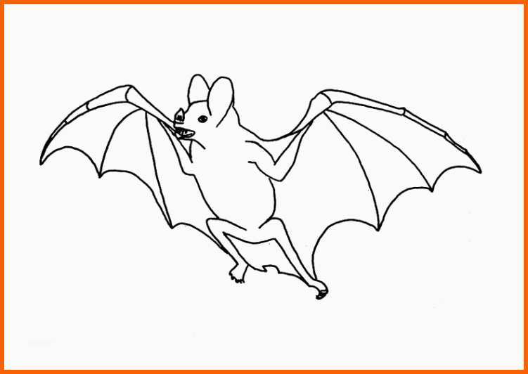 fantastisch malmichaus ausmalbild malvorlage fledermaus 1
