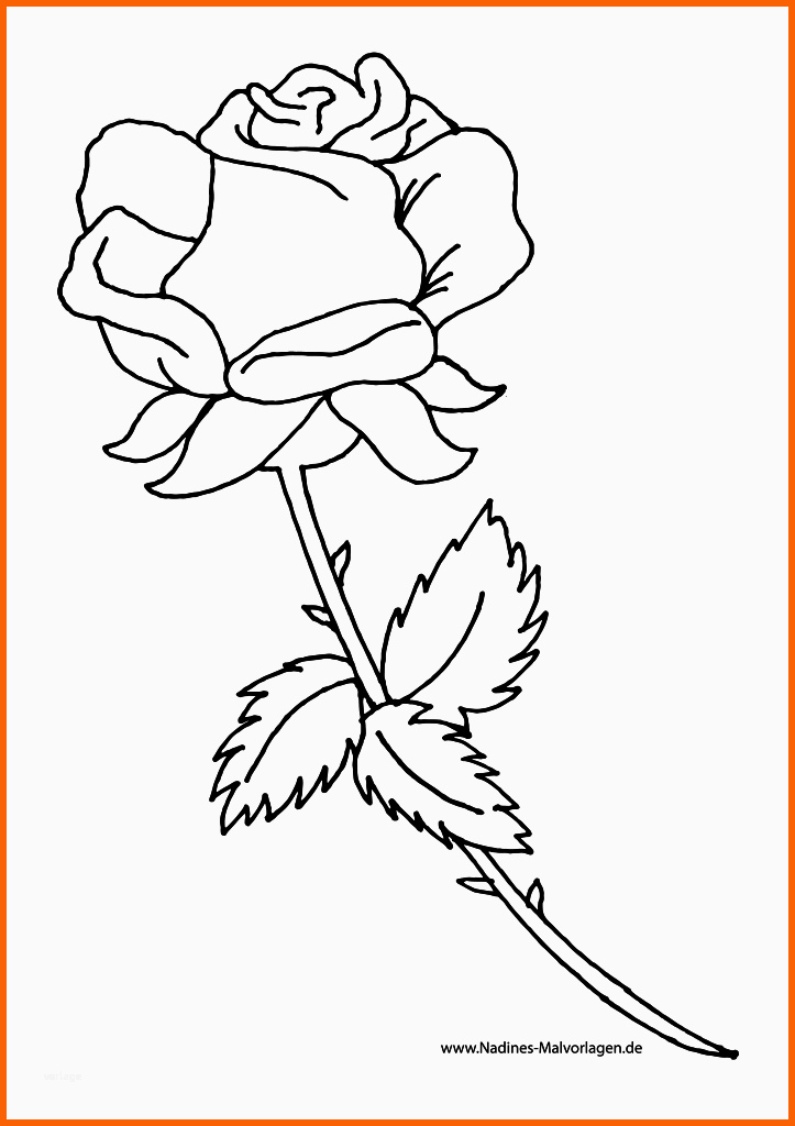 Faszinieren Rote Rose Zum Selbst Ausmalen Nadines Ausmalbilder