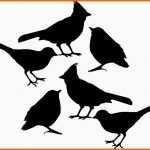 Faszinieren Vogel Silhouette Am Fenster Macht Glasscheiben Vogelsicher