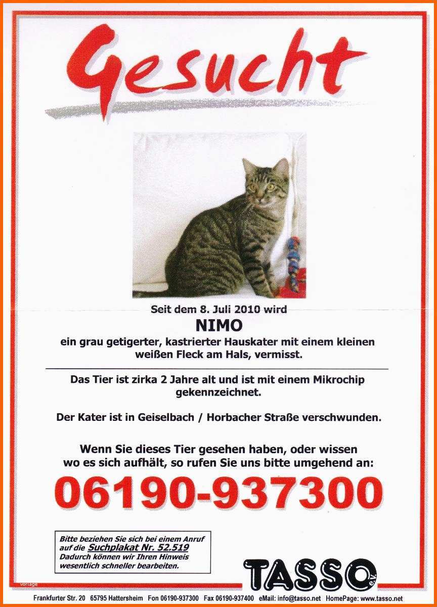 Großartig Der 2 Jährige Kater Nimo Wird Seit Dem 08 07 10 Vermisst