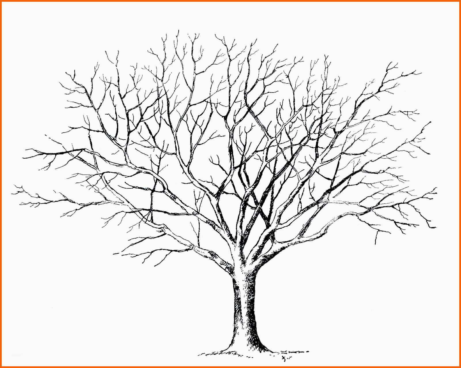 Großartig Malvorlage Baum Ohne Blätter Malen In 2019