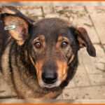 Hervorragen Schutzvertrag Hund Vordruck Beispiel Tierhilfe Korfu E V
