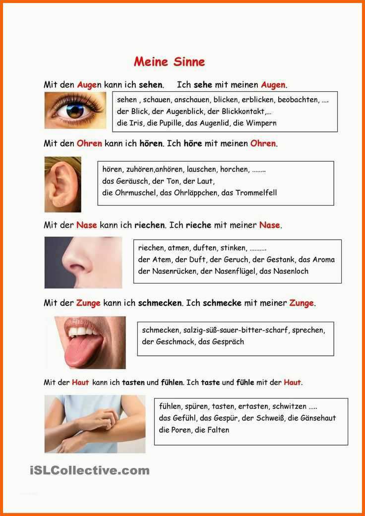 Neue Version Arbeitsblätter Mein Körper Kindergarten Die Besten