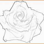 Original Blumen Rosenblüte Tätowiervorlage