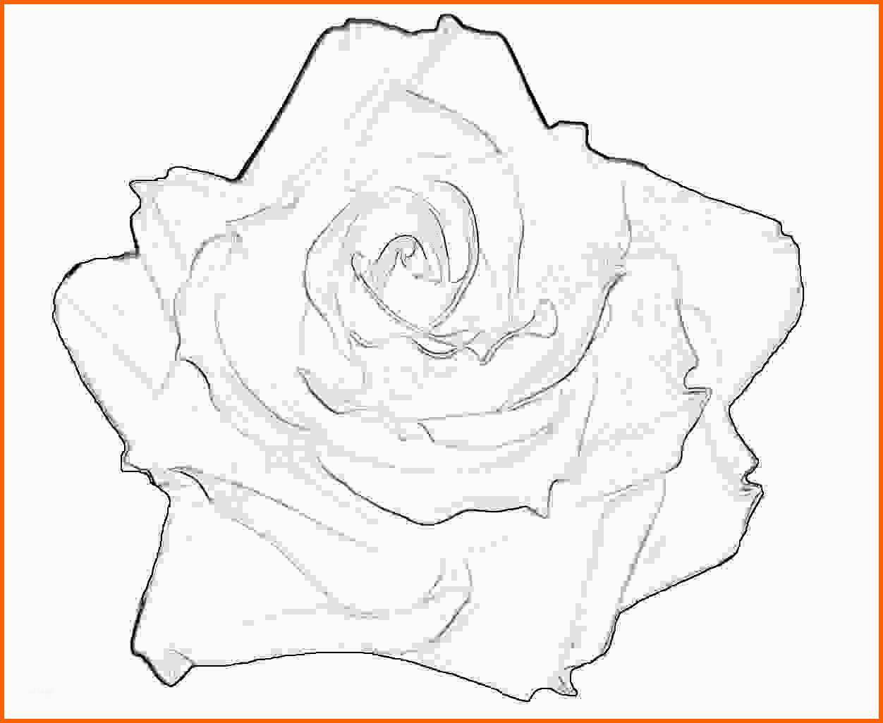 Original Blumen Rosenblüte Tätowiervorlage