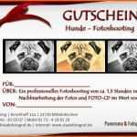 Perfekt Hunde – Fotoshooting – Gutschein – Blog