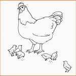 Selten Ausmalbild Bauernhof Huhn Und Küken Kostenlos Ausdrucken