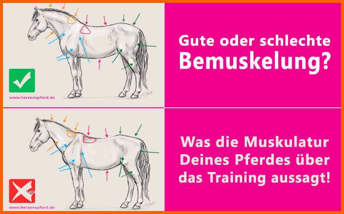 Selten Muskelaufbau Pferd Trainingsplan &pe29