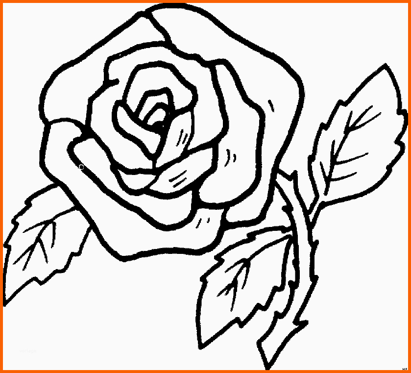 Tolle Prachtvolle Rose Ausmalbild & Malvorlage Blumen