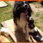 Ungewöhnlich Schutzvertrag Hund Vordruck Beispiel Tierhilfe Korfu E V