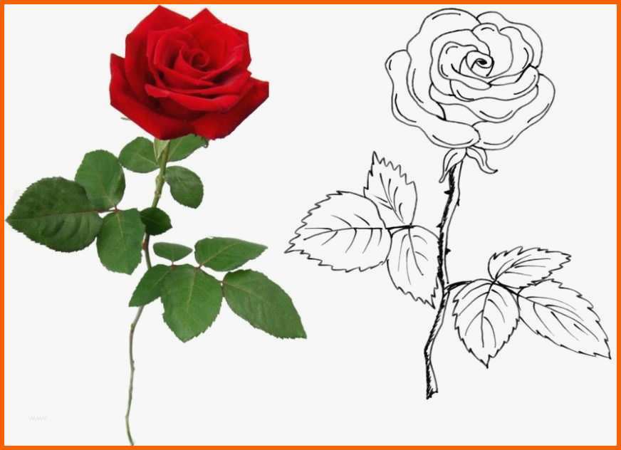 Unglaublich Rose Zeichnung Vorlage Genial Rose Zeichnen Rosen