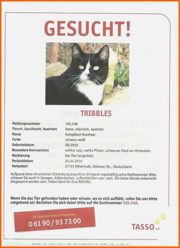 Unvergesslich 63 Cool Vermisstenanzeige Katze Vorlage Vorräte