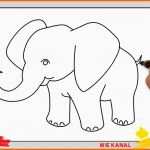 Wunderbar Elefant Zeichnen 4 Schritt Für Schritt Für Anfänger